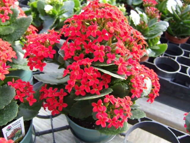 Kalanchoe - Plants